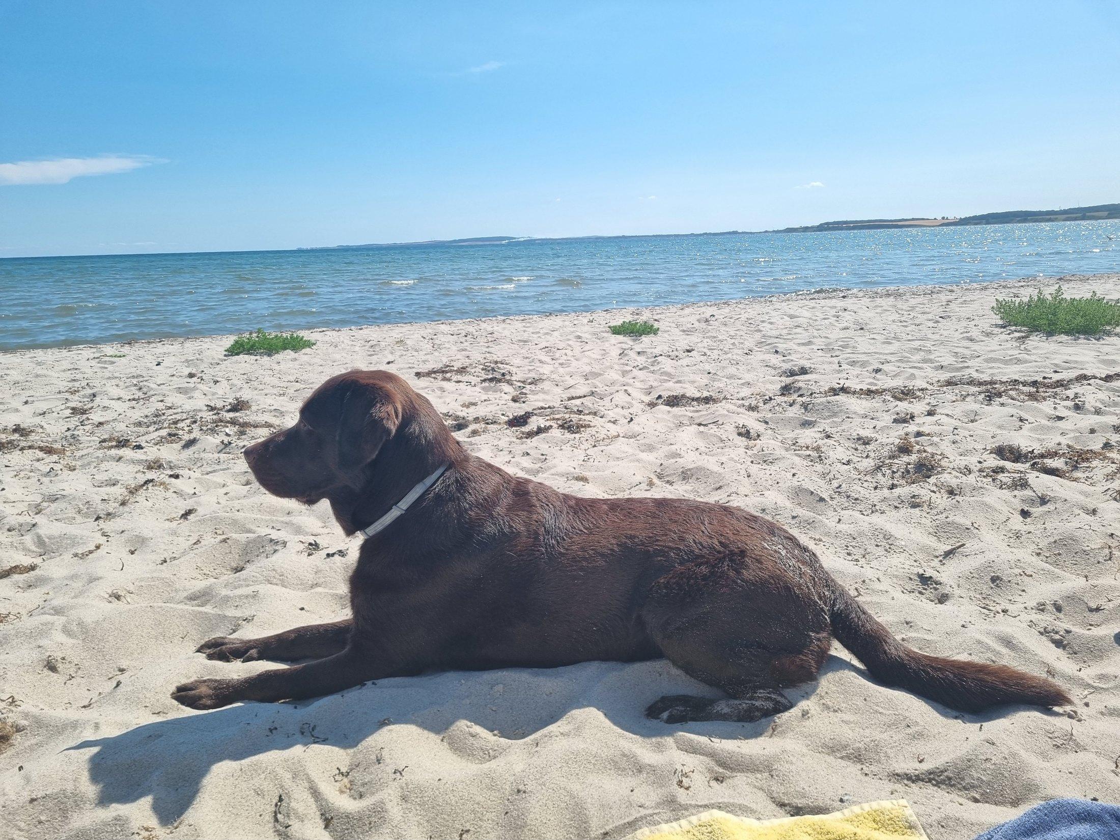 Hund am Strand von Hohwacht